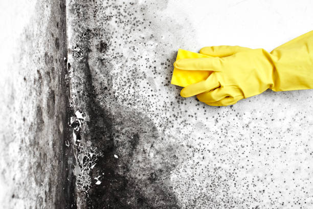 Best Emergency Mold Removal  in Le Sueur, MN
