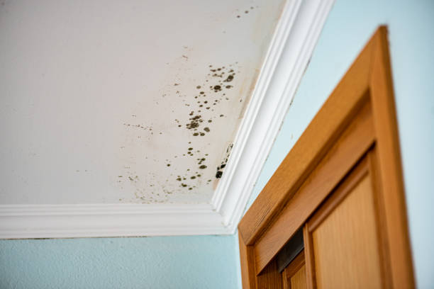Best Black Mold Removal  in Le Sueur, MN