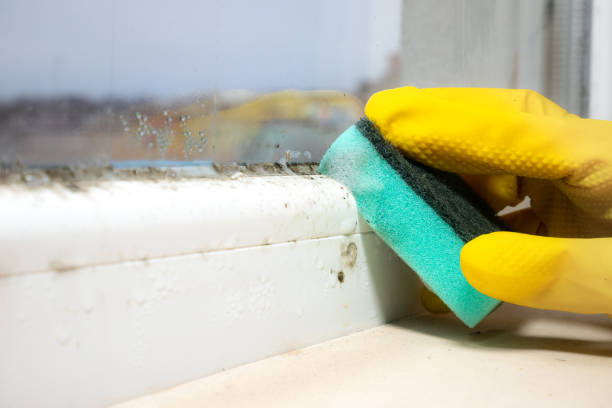 Best Residential Mold Removal  in Le Sueur, MN