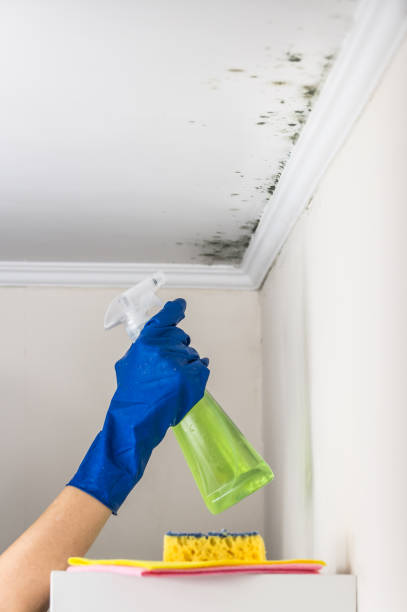 Best Toxic Mold Removal  in Le Sueur, MN